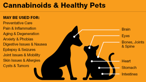 Pet Owners Making the Cannabis Connection